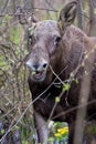 Single female Moose - Eurasian Elk Ã¢â¬â in a forest thicket in spring season